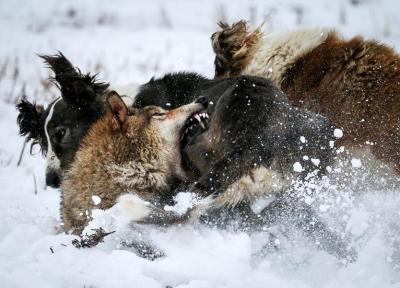 عکس روز: جنگ سگ و گرگ