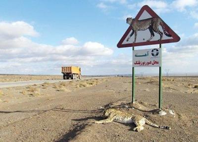 نصب تابلوی هشدار عبور حیوانات وحشی در راه های مواصلاتی زنجان