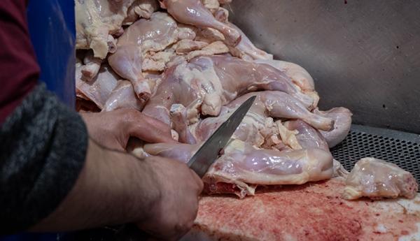 تهران صادرکننده مرغ به سایر استان ها نیست