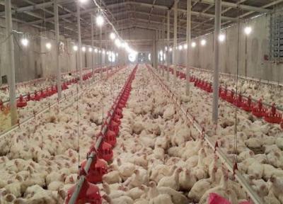 گرایش به فراوری گوشت مرغ به دلیل محدودیت در فراوری علوفه دامی