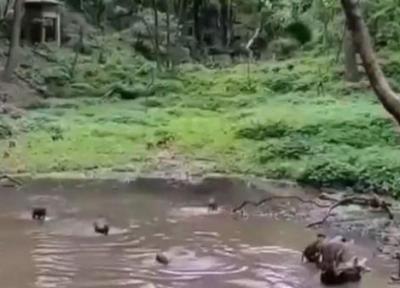 لحظه شیرجه زدن میمون ها در آب رودخانه
