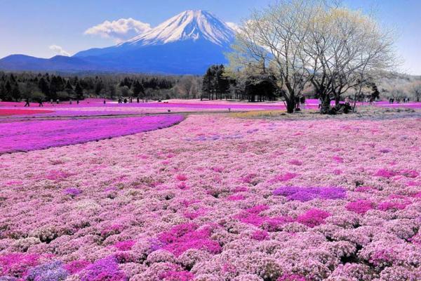 پارک ساحلی هیتاچی ژاپن، تابلویی از گل های رنگارنگ